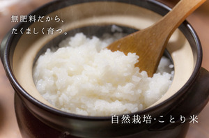 九州の山奥そだち「 自然栽培・ことり米 」<br>【 2kg・5kg 】【 7分づき・玄米 】